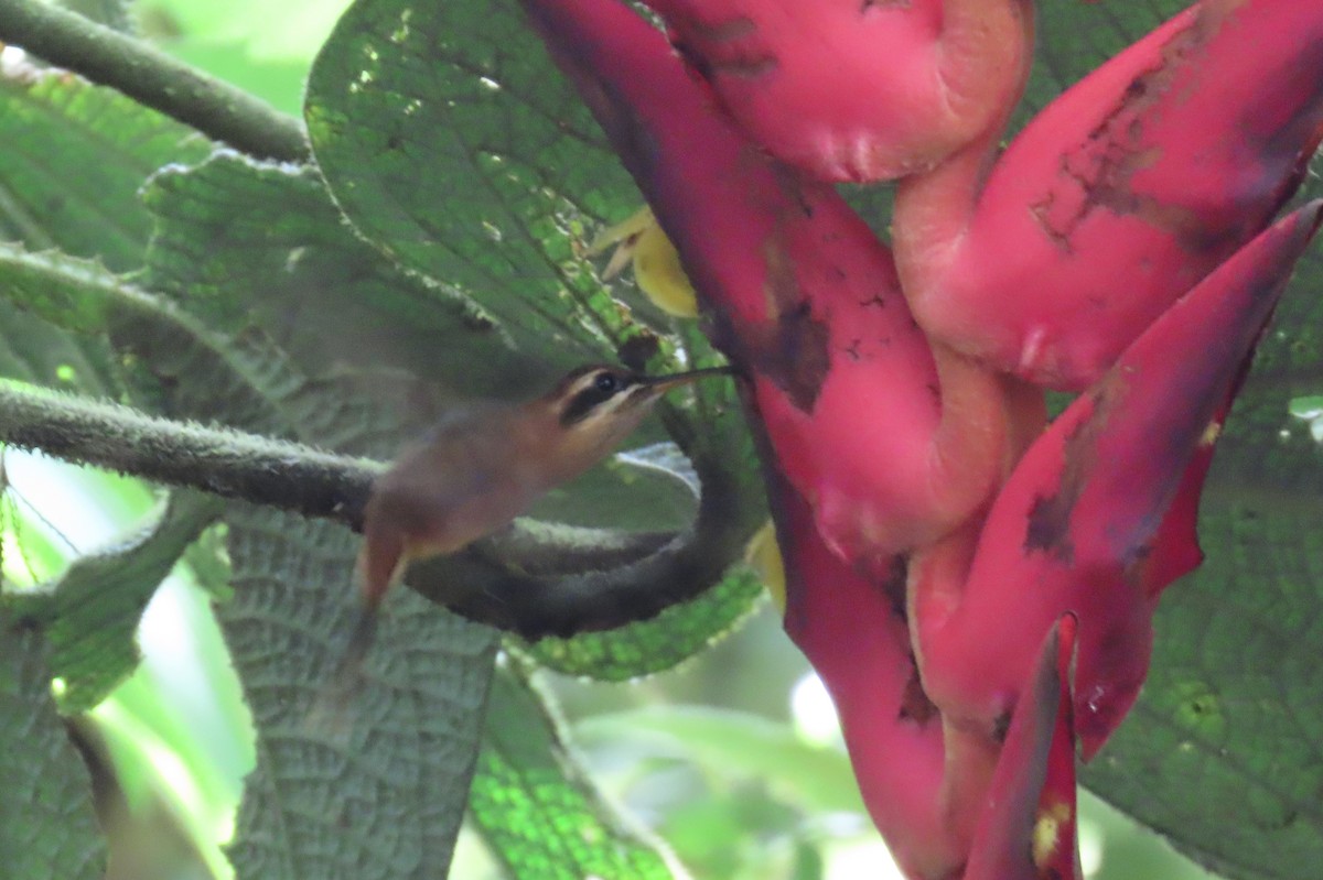 Пестрогорлый колибри-отшельник - ML613828428