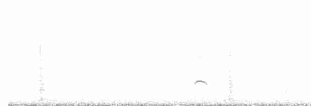 ボナパルトカモメ - ML613828430