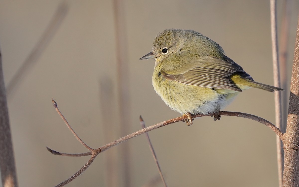eBird Checklist 21 Jan 2024 Mount Auburn Cemetery 13 species