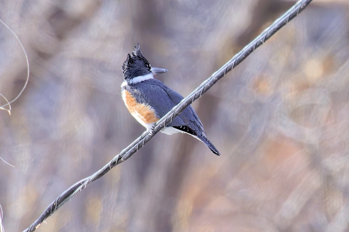 Belted Kingfisher - ML613828998