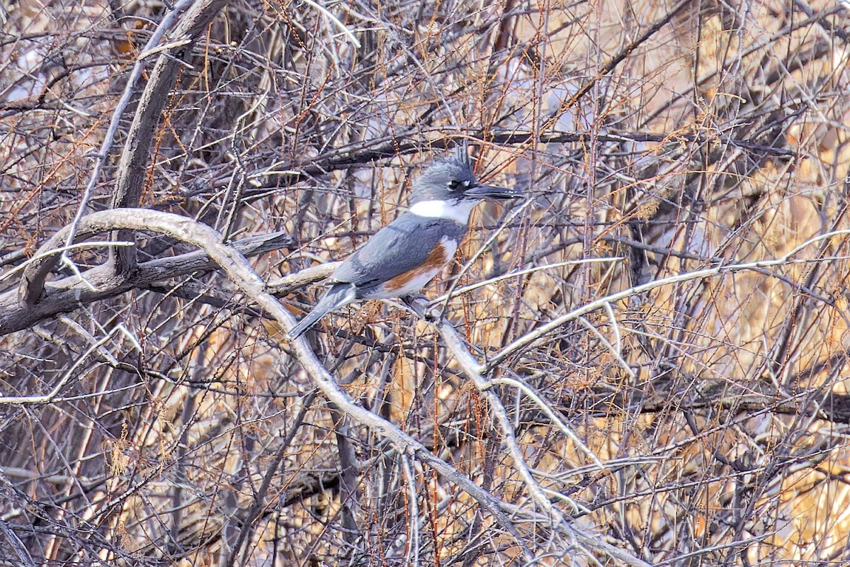 Belted Kingfisher - ML613828999