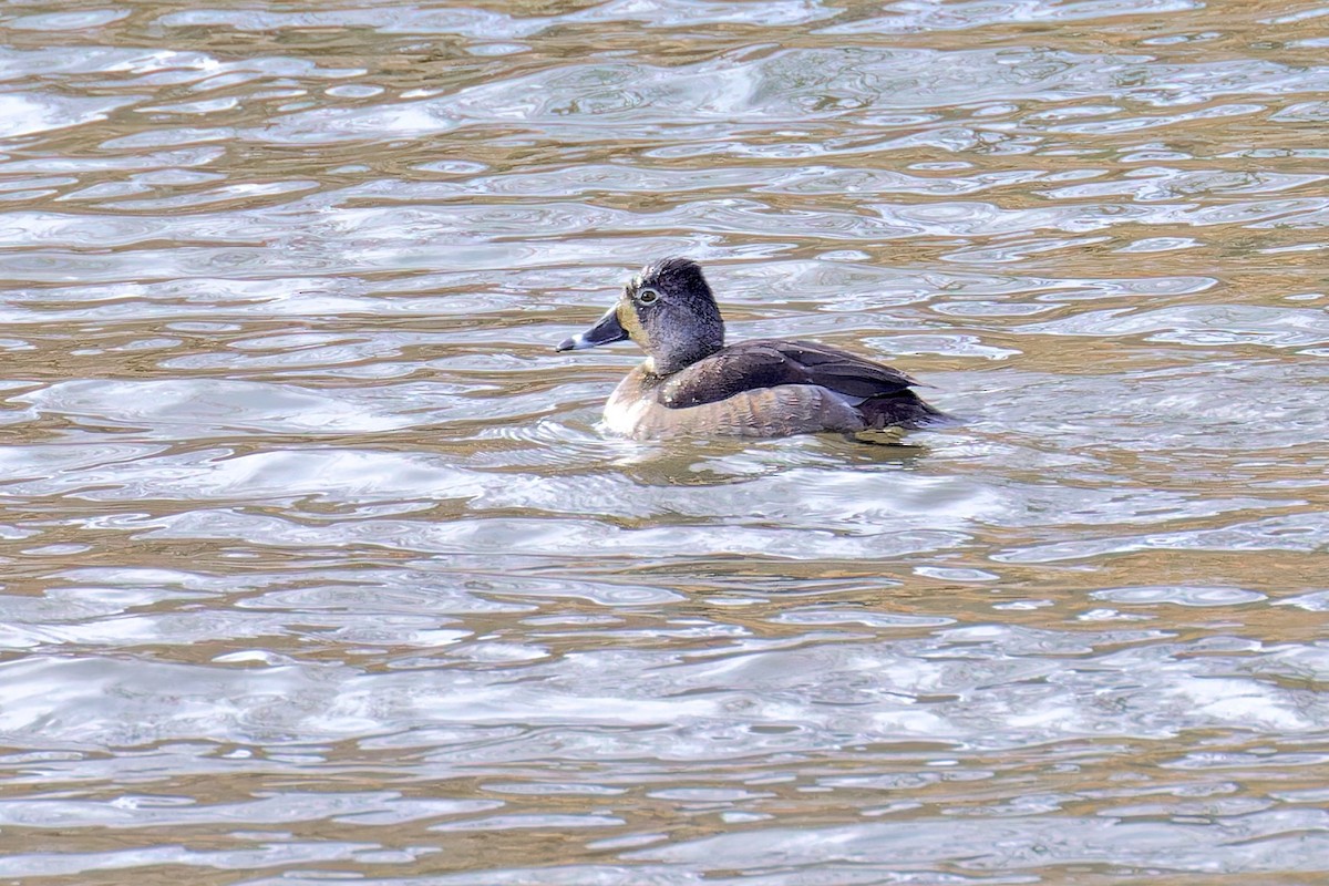 Ring-necked Duck - ML613829011