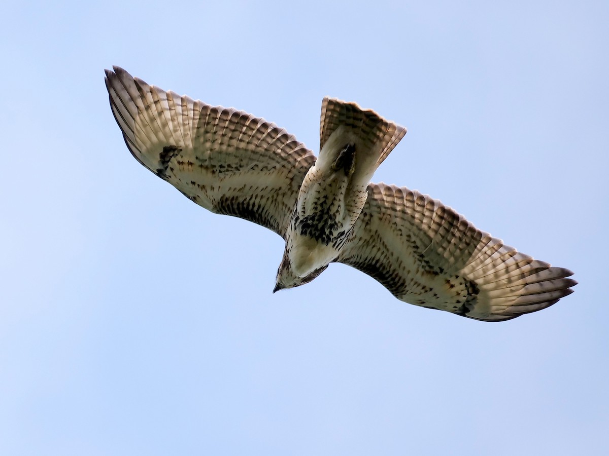 Red-tailed Hawk - ML613829173