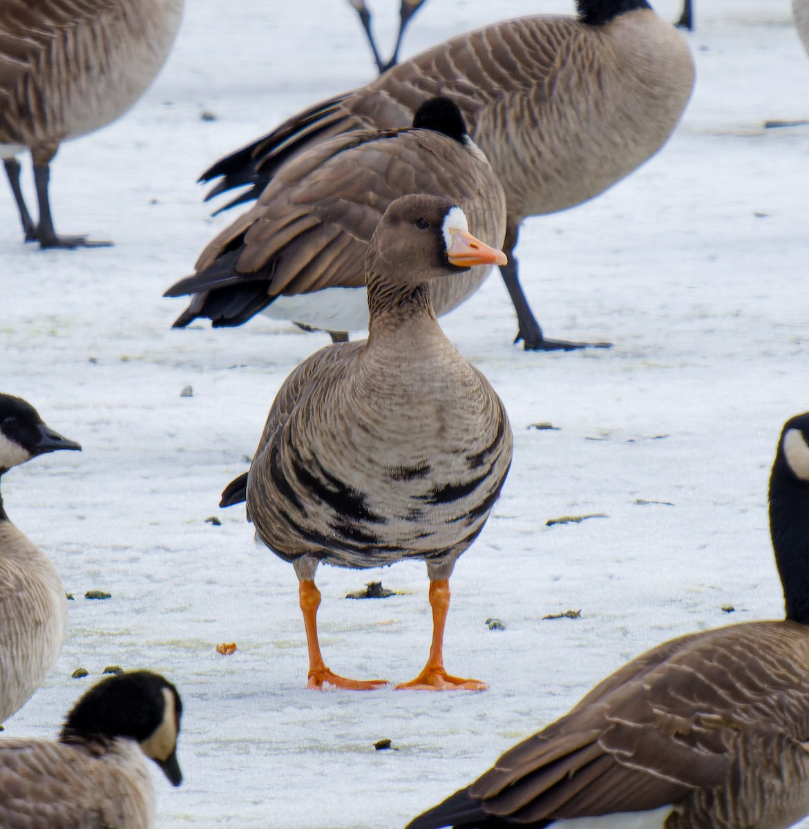 Greater White-fronted Goose - ML613829486
