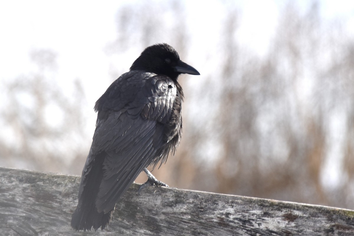 American Crow - irina shulgina