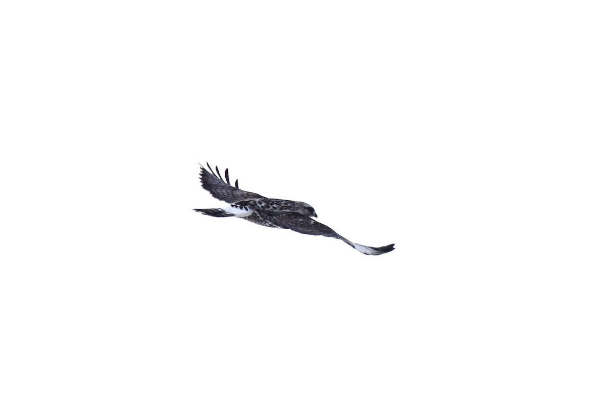 Rough-legged Hawk - ML613829652