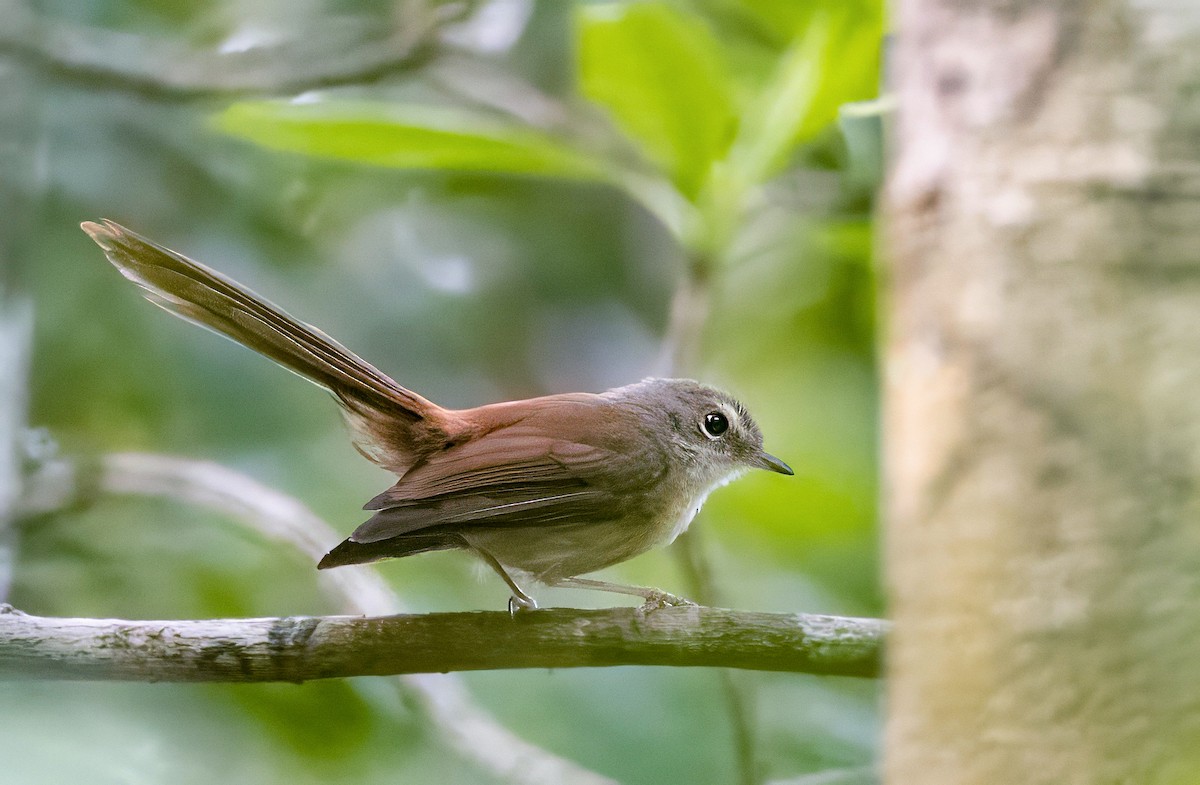 Long-tailed Fantail - ML613829865