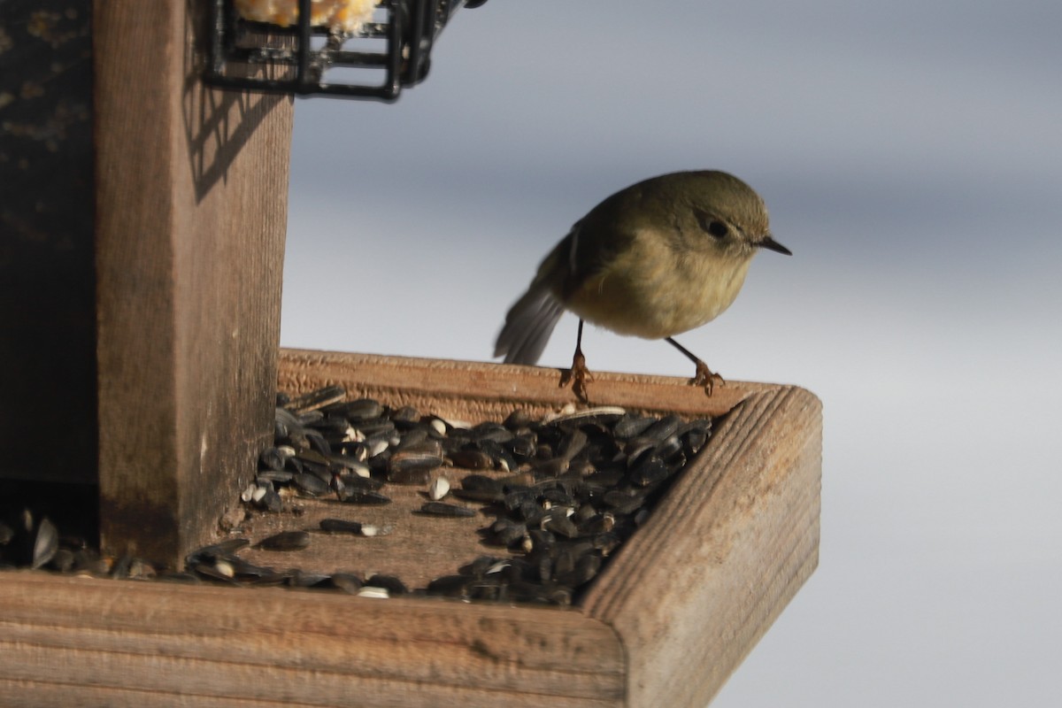 Pennsylvania Bird Atlas Checklist 21 Jan 2024 399 Upper Georges   1200