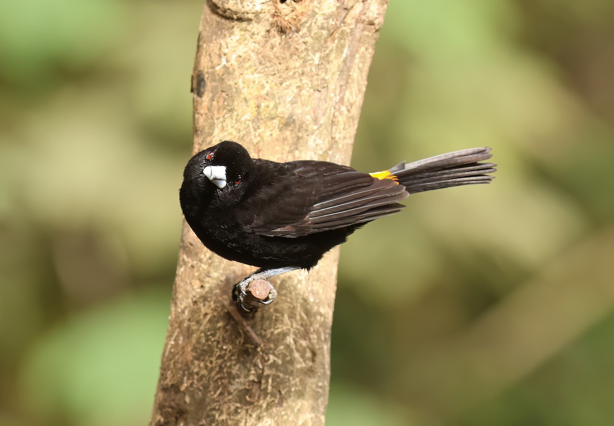 Flame-rumped Tanager (Flame-rumped) - ML613829993
