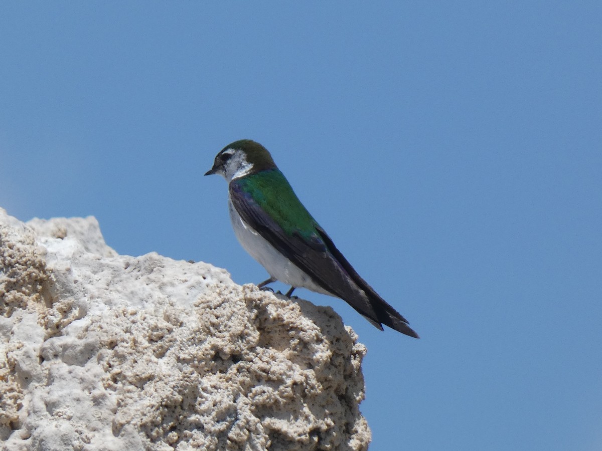 Violet-green Swallow - ML613830154