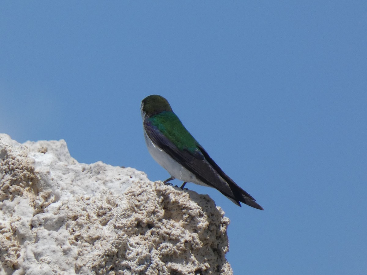Violet-green Swallow - ML613830156
