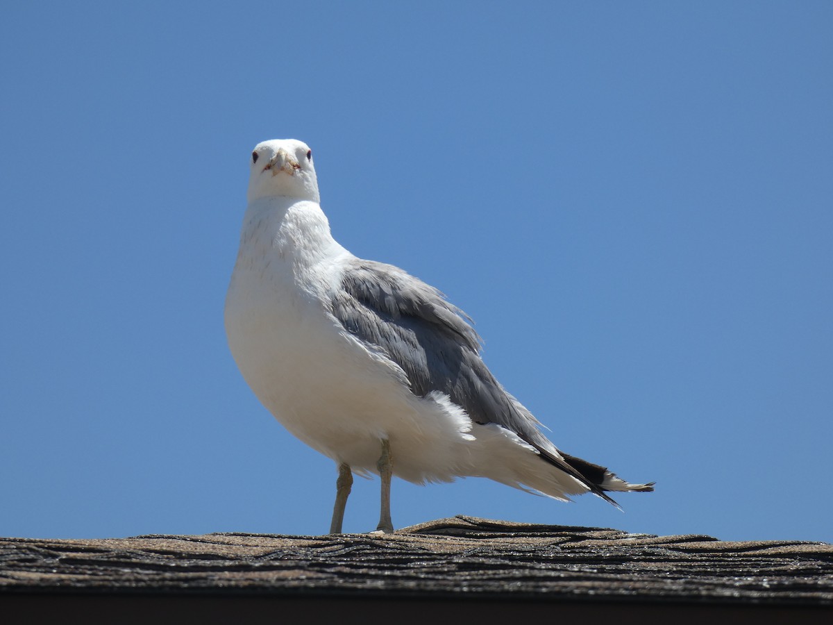 Калифорнийская чайка - ML613830184