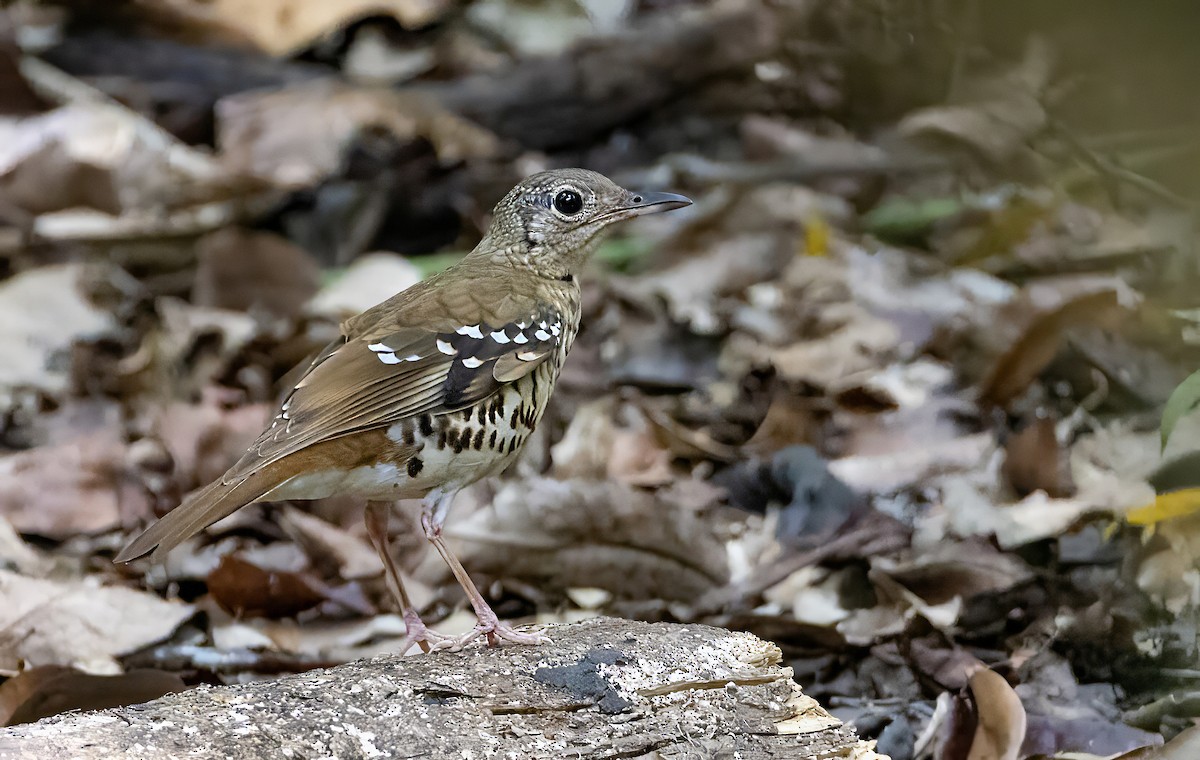 Fawn-breasted Thrush - ML613830217