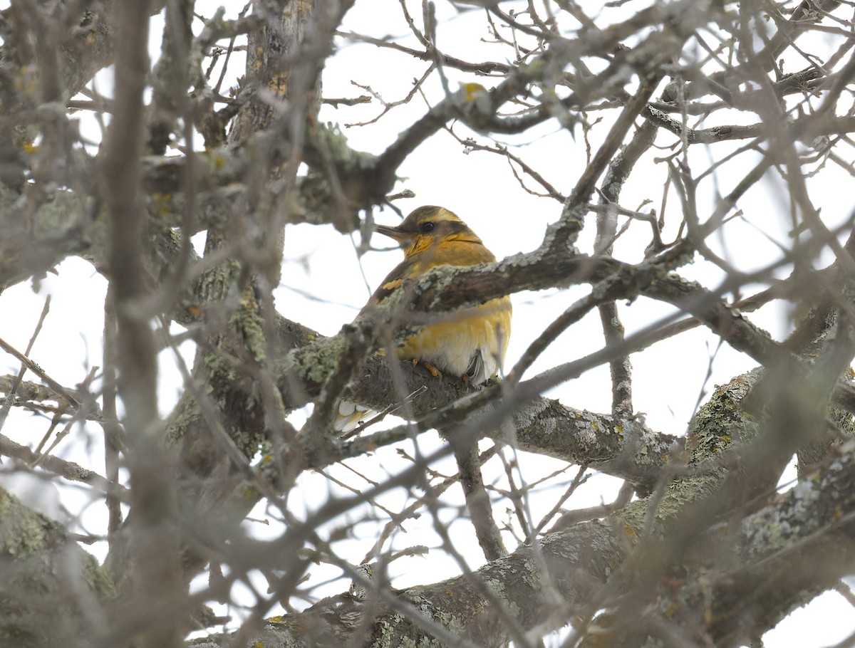 eBird Checklist 21 Jan 2024 Alex yard 9 species