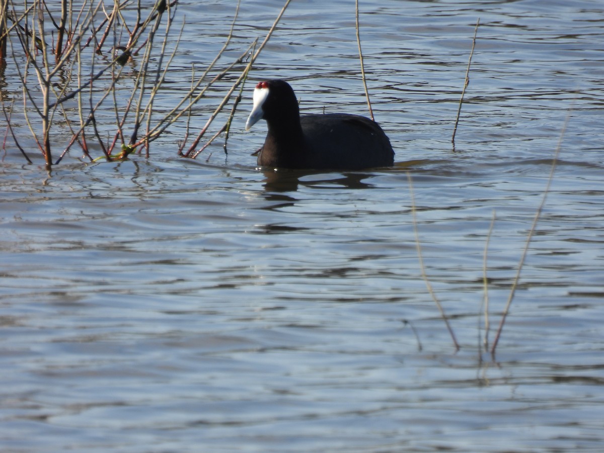 Red-knobbed Coot - ML613830822