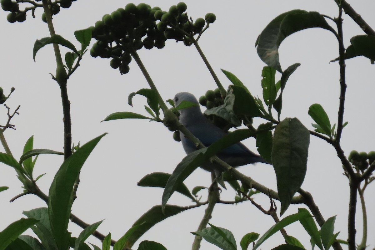 Blue-gray Tanager - ML613830853