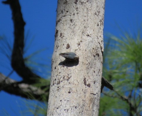 Brown-headed Nuthatch - ML613830873