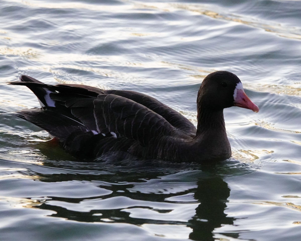 Greater White-fronted Goose - ML613830936