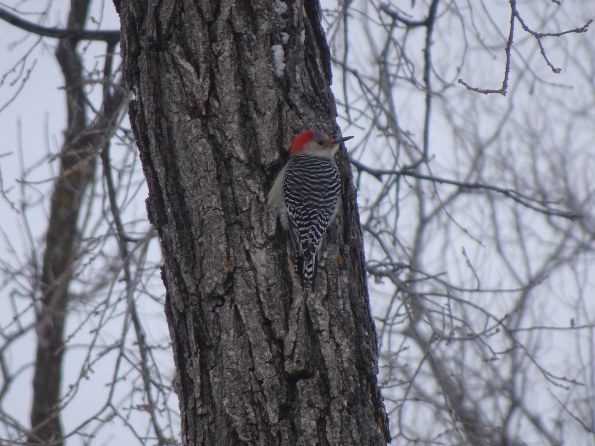 Red-bellied Woodpecker - ML613831021