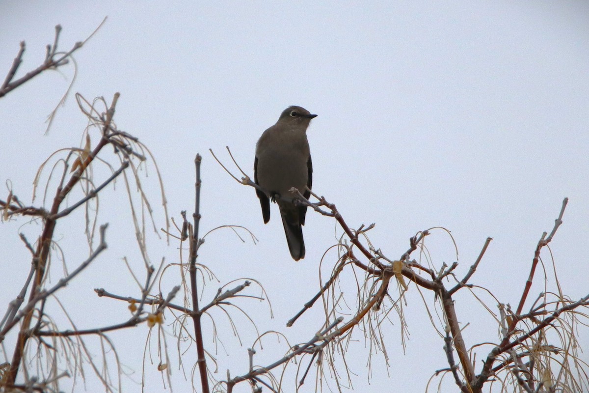 Townsend's Solitaire - ML613831316