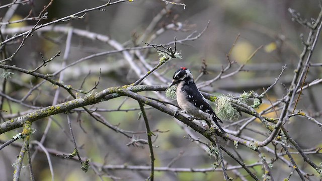 Downy Woodpecker - ML613831346