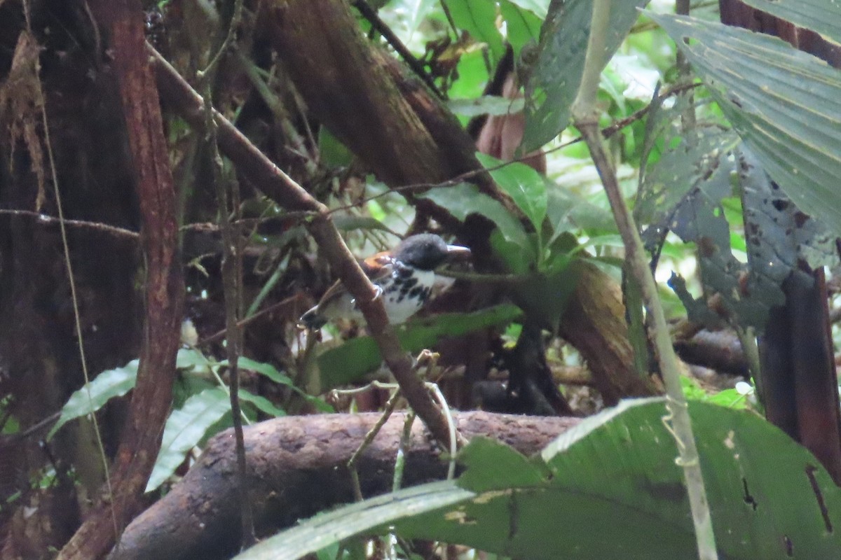 Spotted Antbird - ML613831455