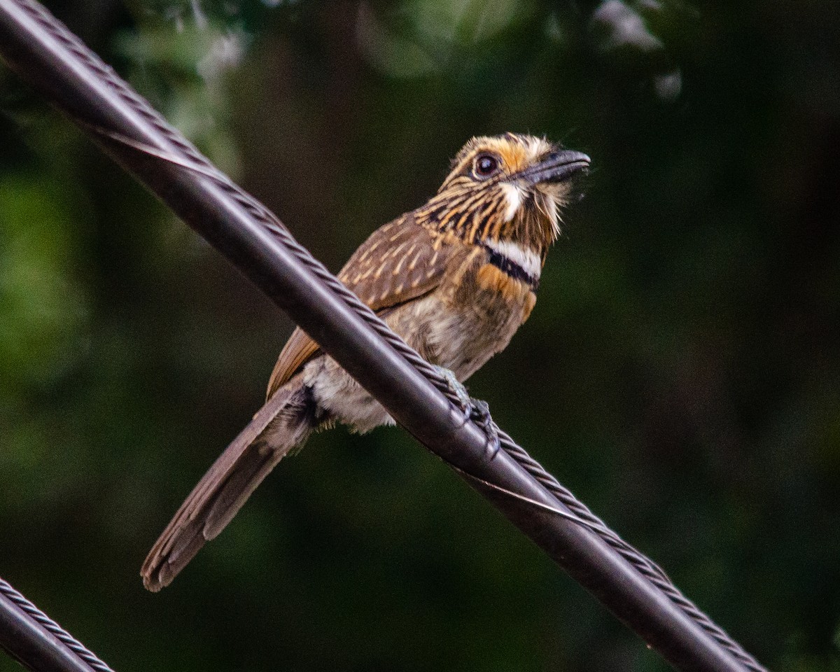 Crescent-chested Puffbird (Greater) - ML613831632
