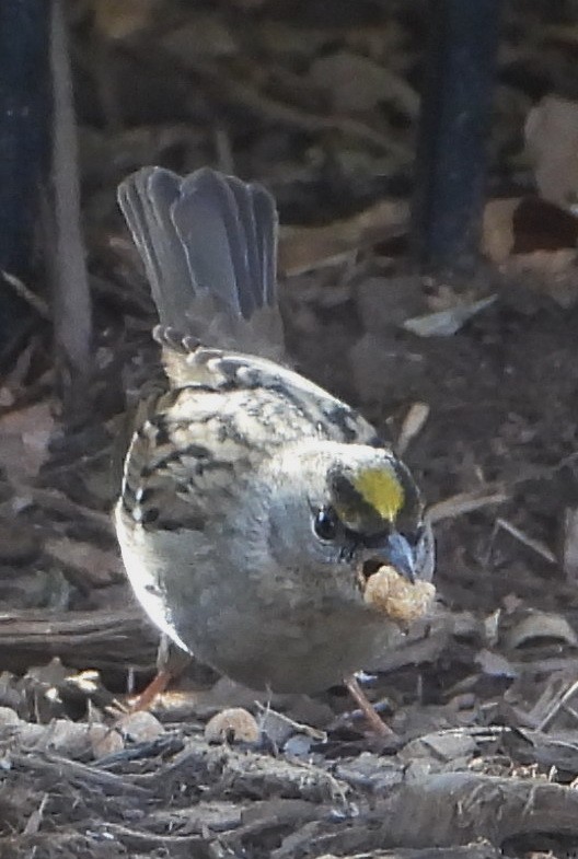 Golden-crowned Sparrow - ML613831687