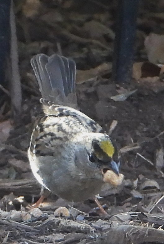 Golden-crowned Sparrow - ML613831688