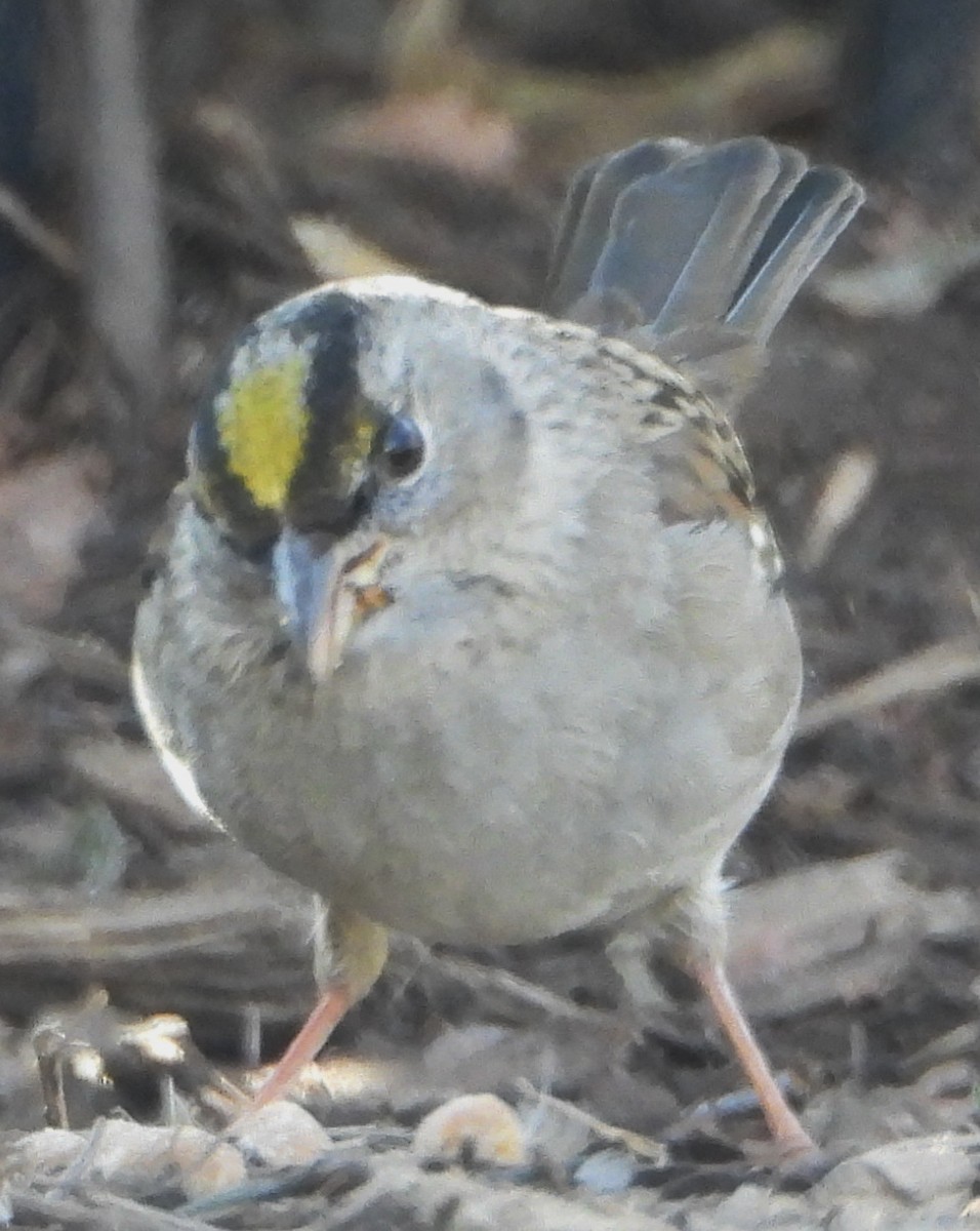 Golden-crowned Sparrow - Robert Stone