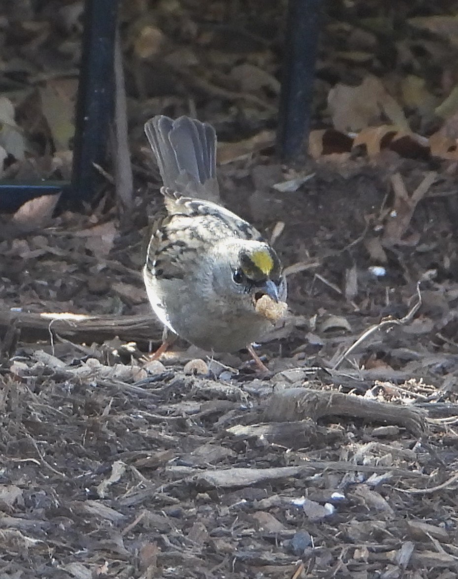 Golden-crowned Sparrow - ML613831690