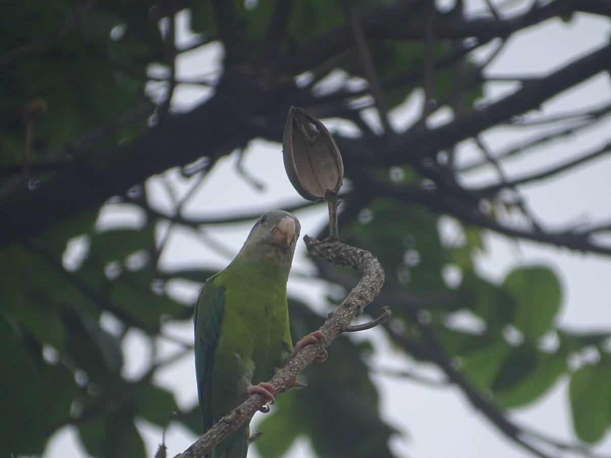 Gray-cheeked Parakeet - karina gonzalez cornejo