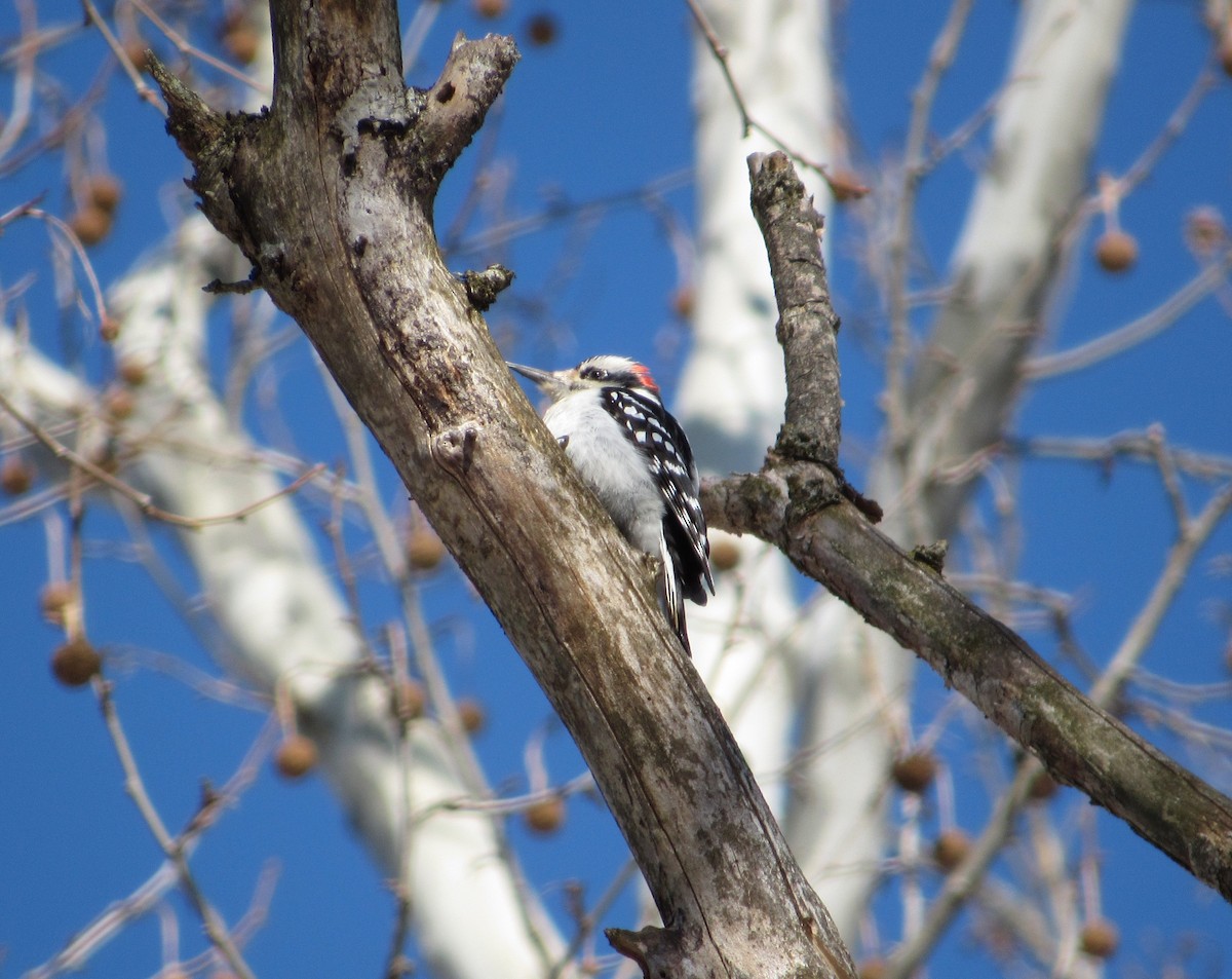 Hairy Woodpecker - ML613831855