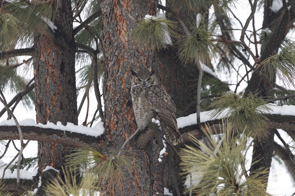 Great Horned Owl - ML613831913