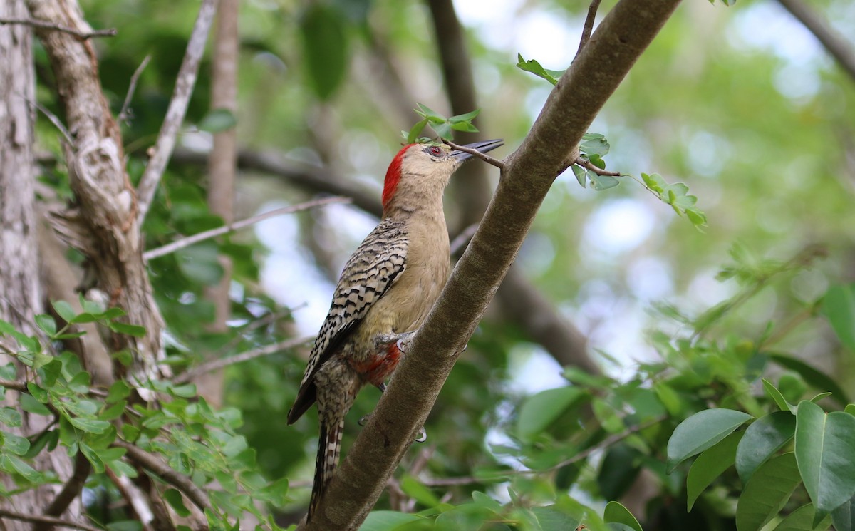 West Indian Woodpecker - ML613831934