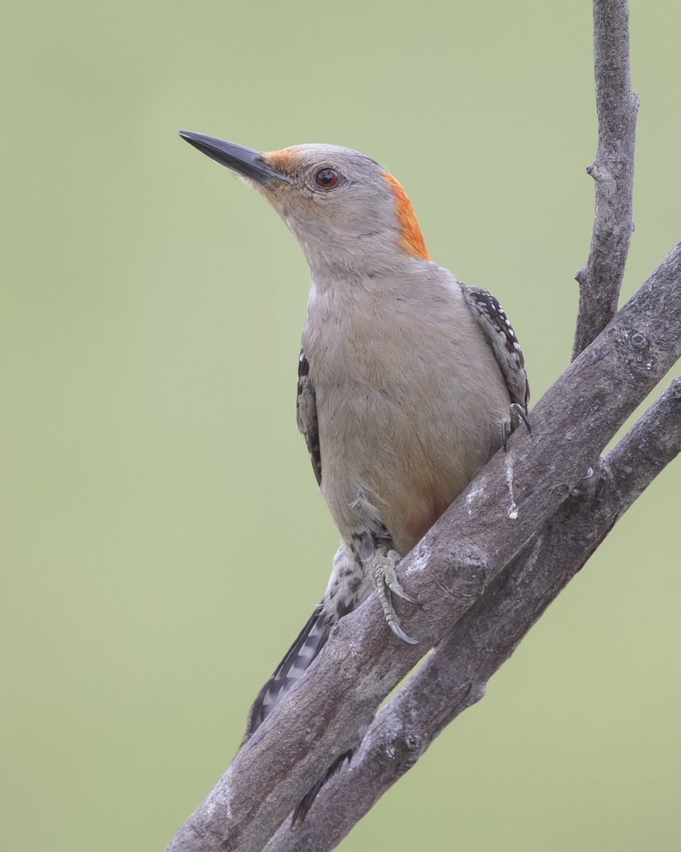 Red-bellied Woodpecker - ML613831959
