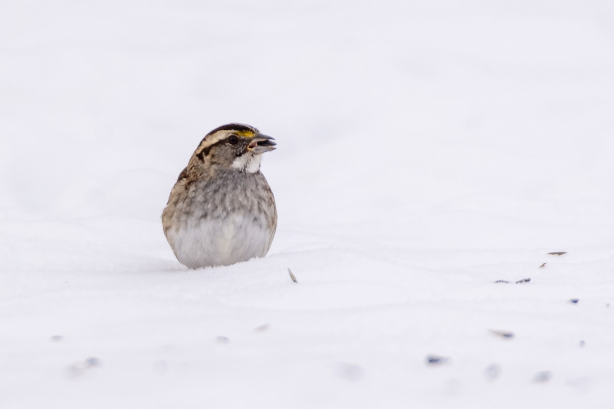 White-throated Sparrow - ML613831993