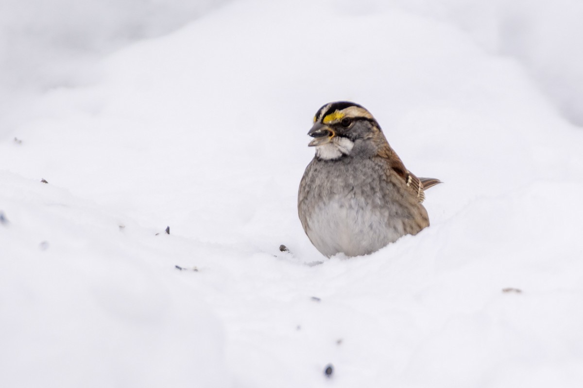 White-throated Sparrow - Jean-Sébastien Guénette