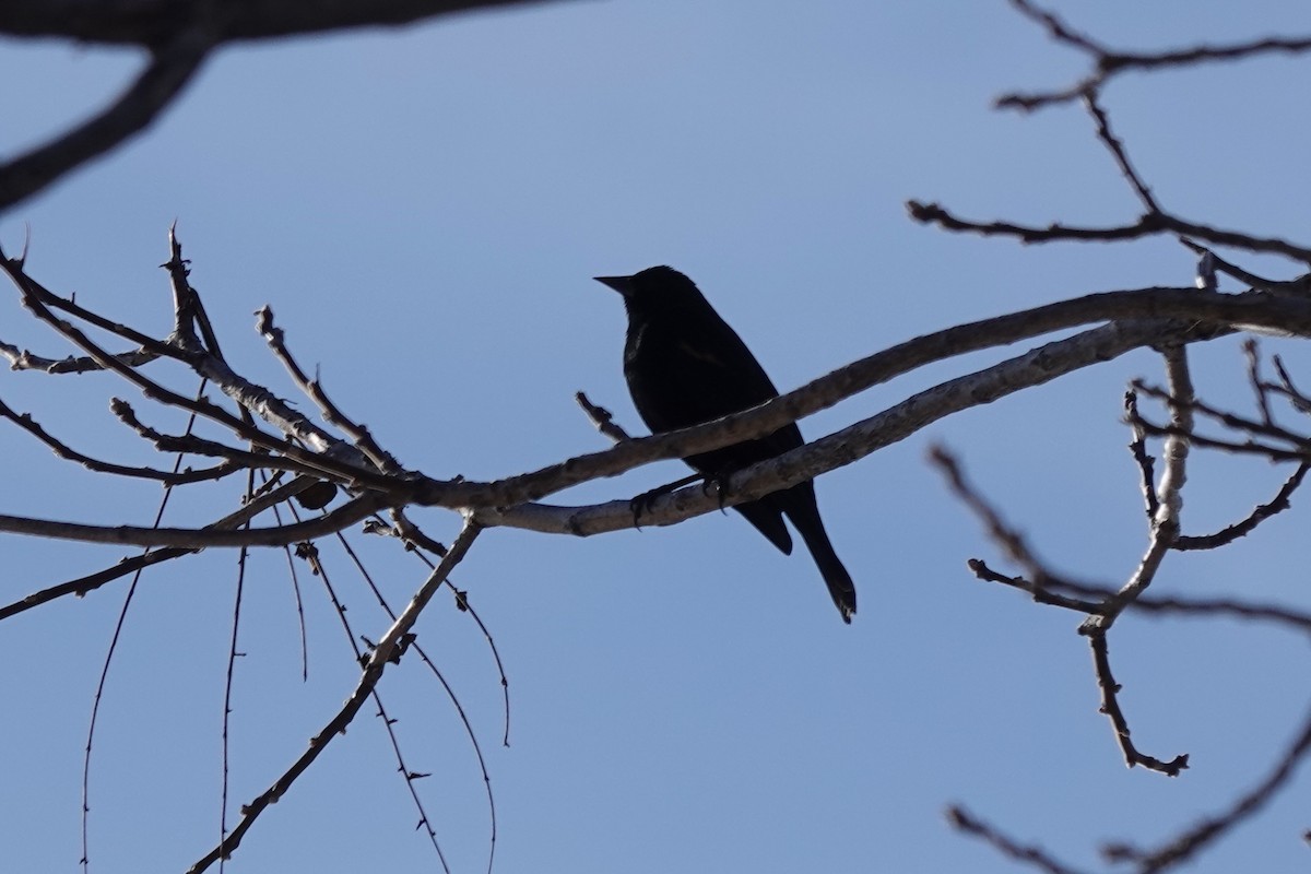 Red-winged Blackbird - Dondi Black