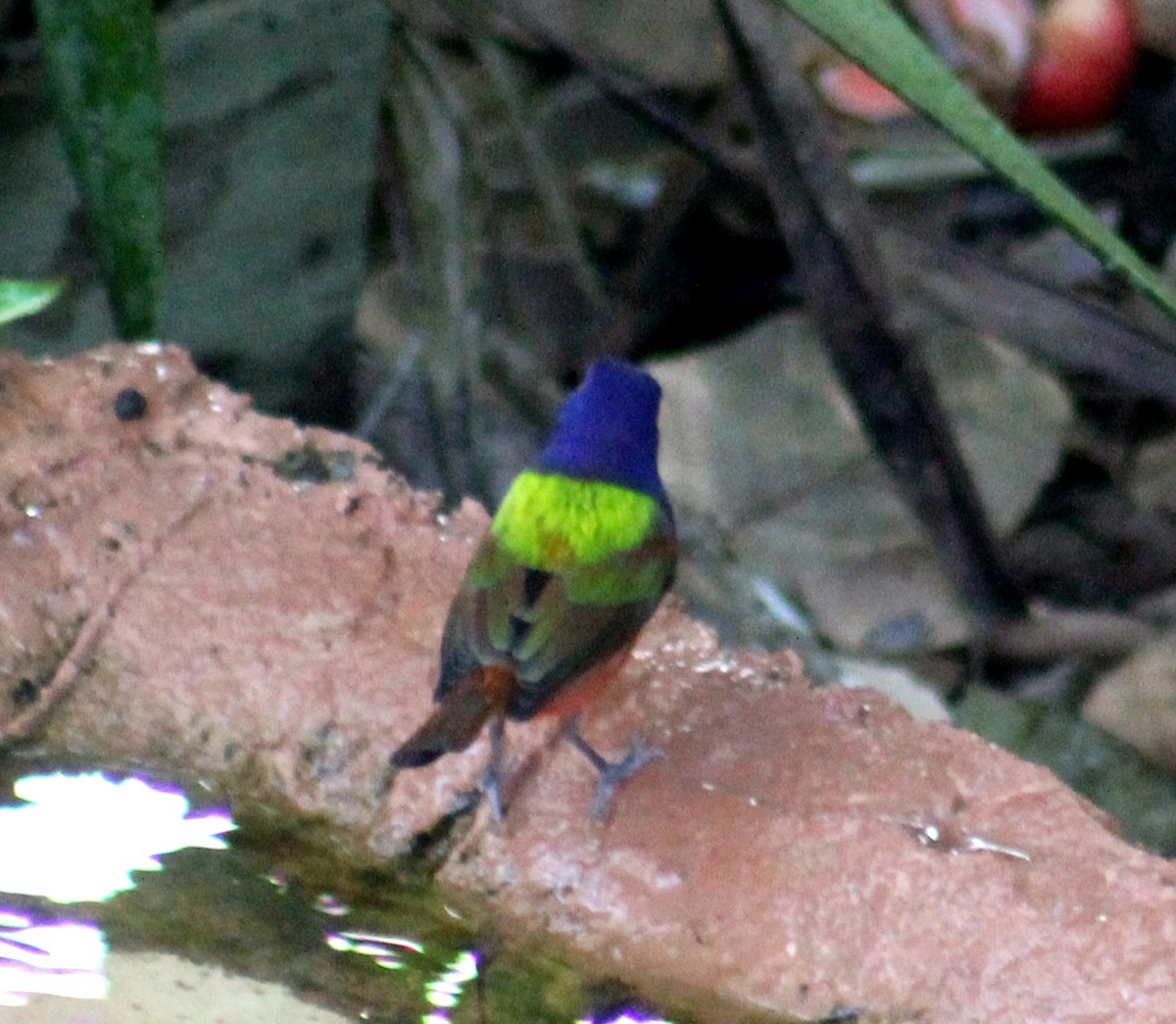Painted Bunting - ML613832200