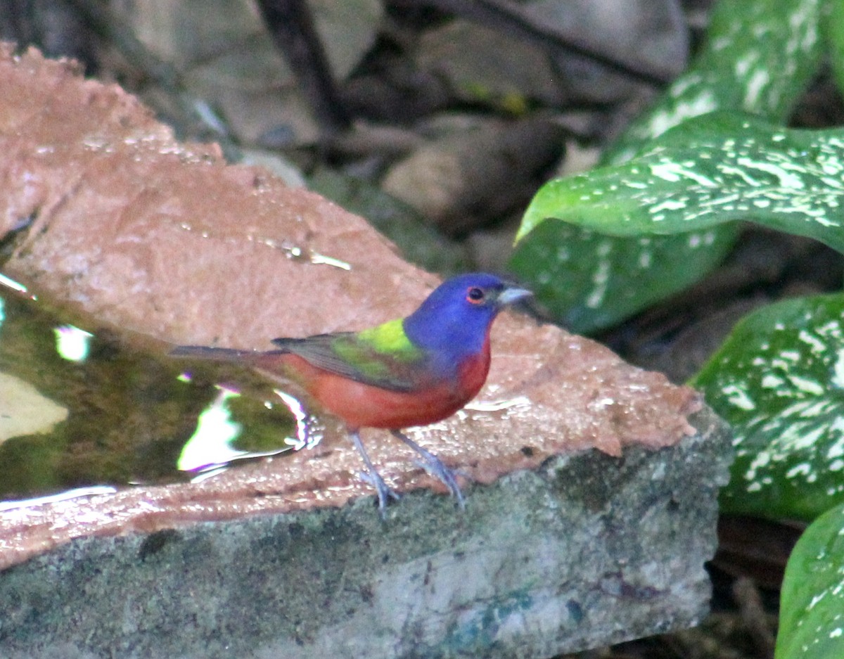 Painted Bunting - ML613832202