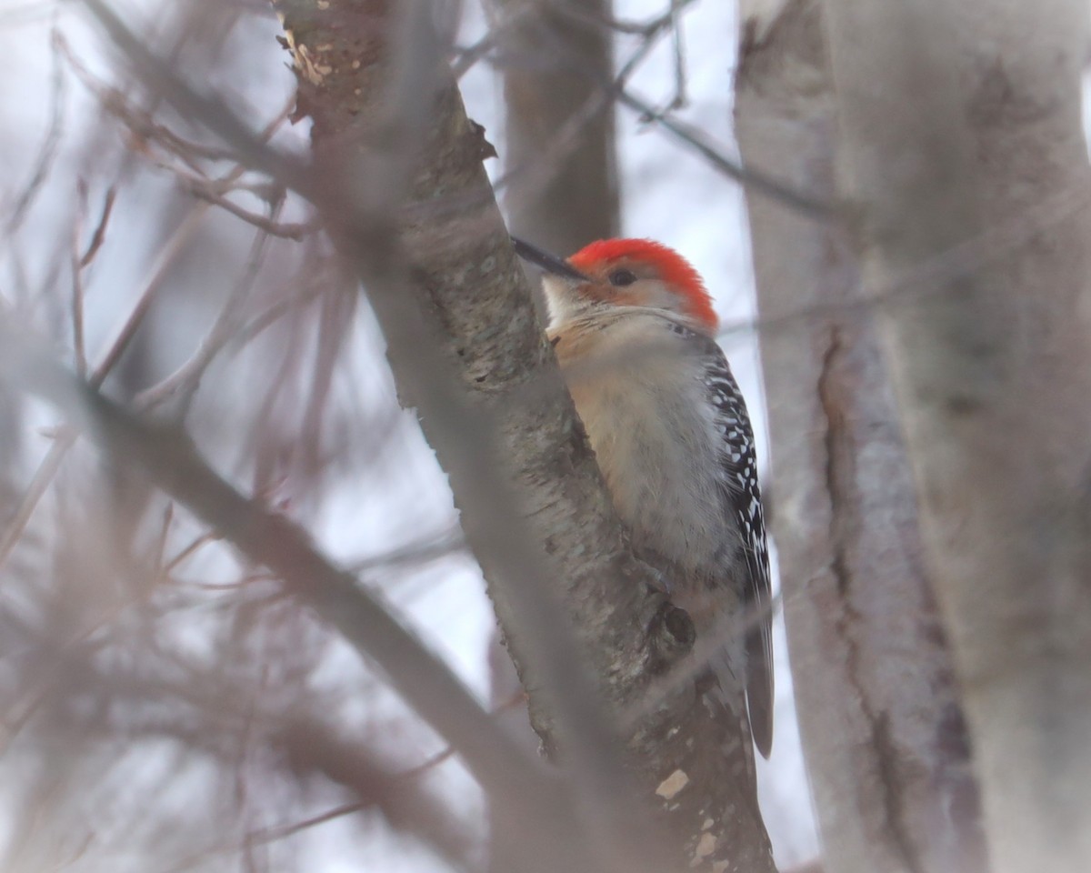 Red-bellied Woodpecker - John Landis