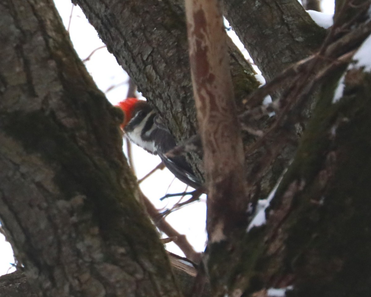 Pileated Woodpecker - ML613832350