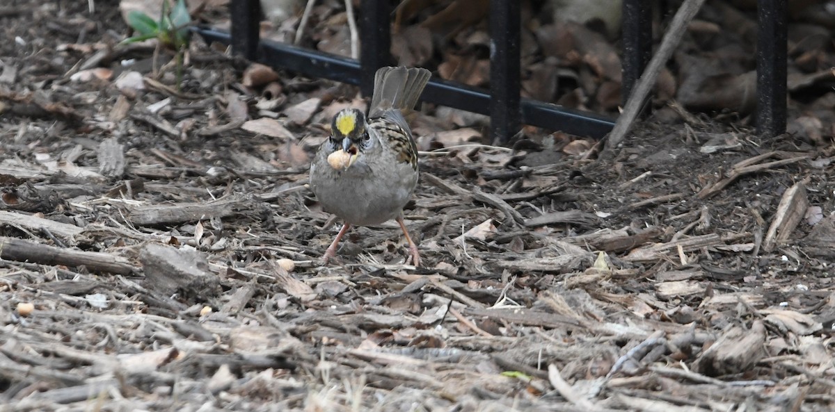 Golden-crowned Sparrow - ML613832692
