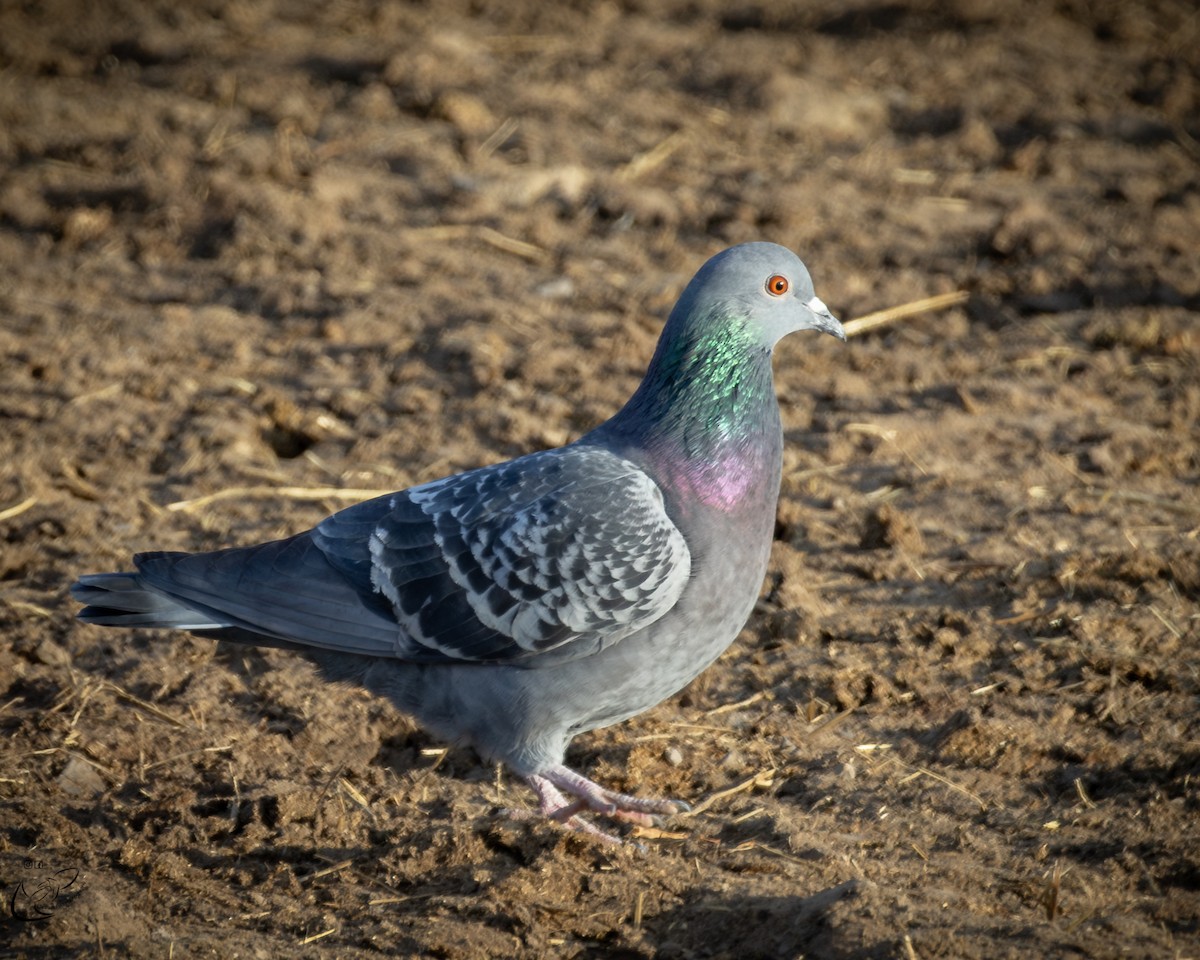 Rock Pigeon (Feral Pigeon) - Stephen Lawrence