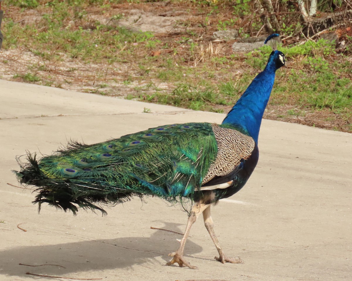 eBird Checklist 21 Jan 2024 Palm Beach Ranchettes, Lake Worth 1