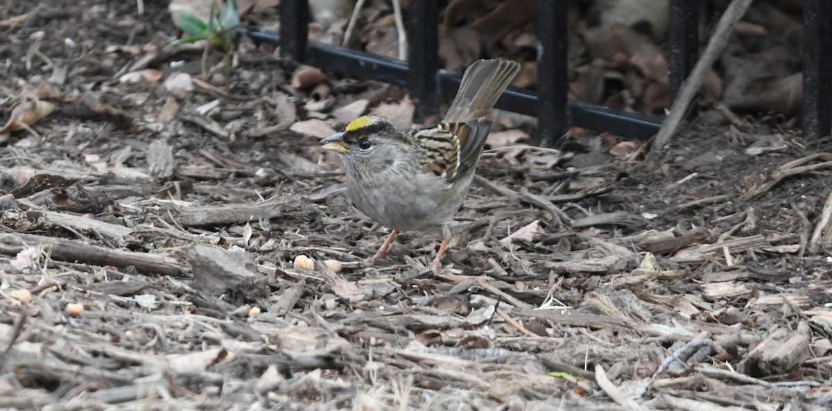 Golden-crowned Sparrow - ML613832759
