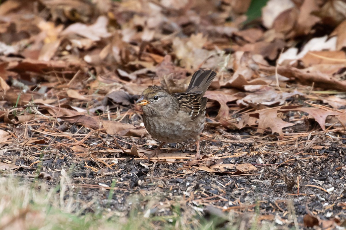 Golden-crowned Sparrow - ML613832795