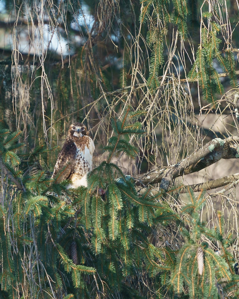 Red-tailed Hawk - ML613832877