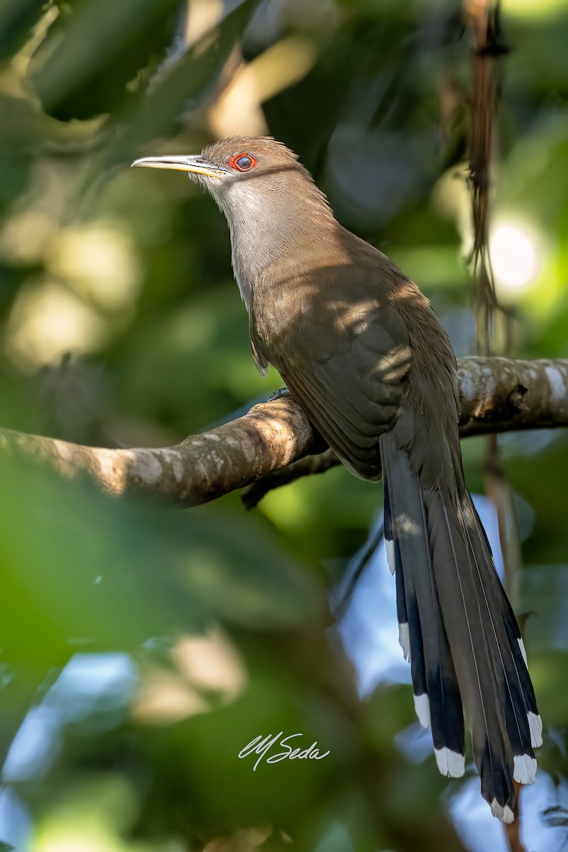 Puerto Rican Lizard-Cuckoo - ML613832906